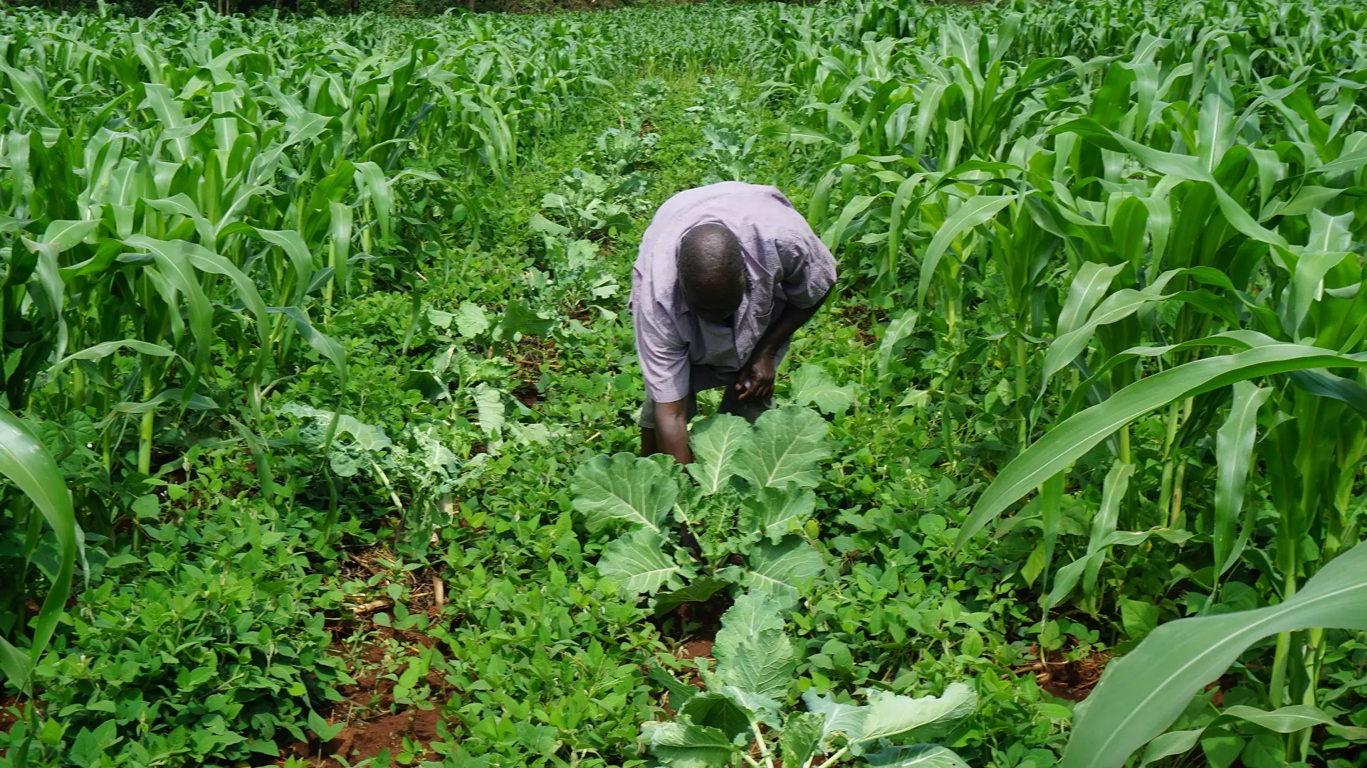 Food & Nutrition Security