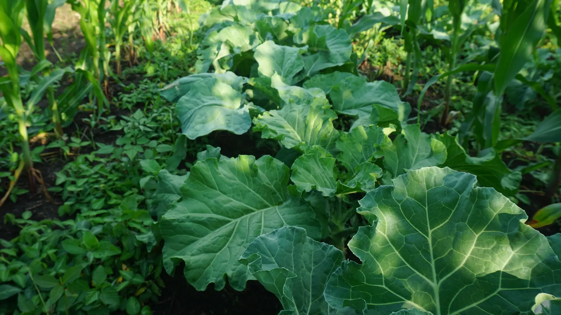 Farmer Empowerment