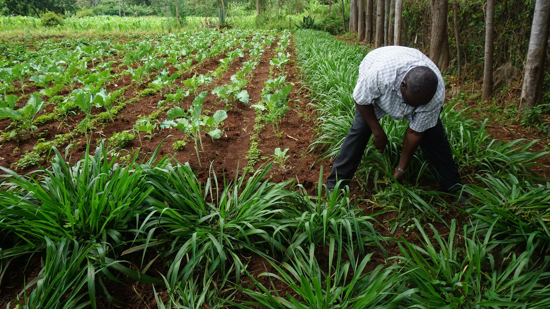 Soil Health & Fertility