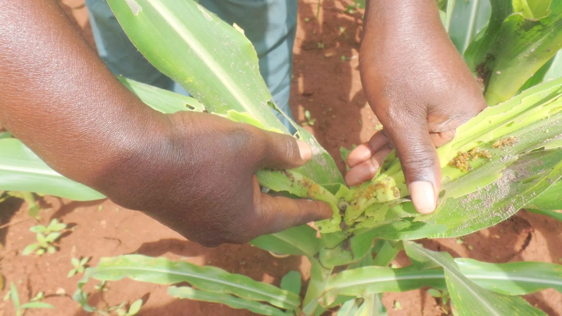 Integrated Pest Management