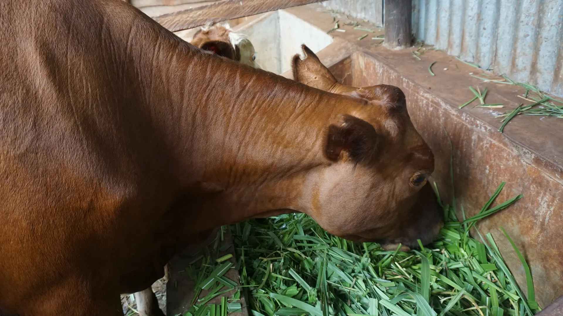 Livestock Integration