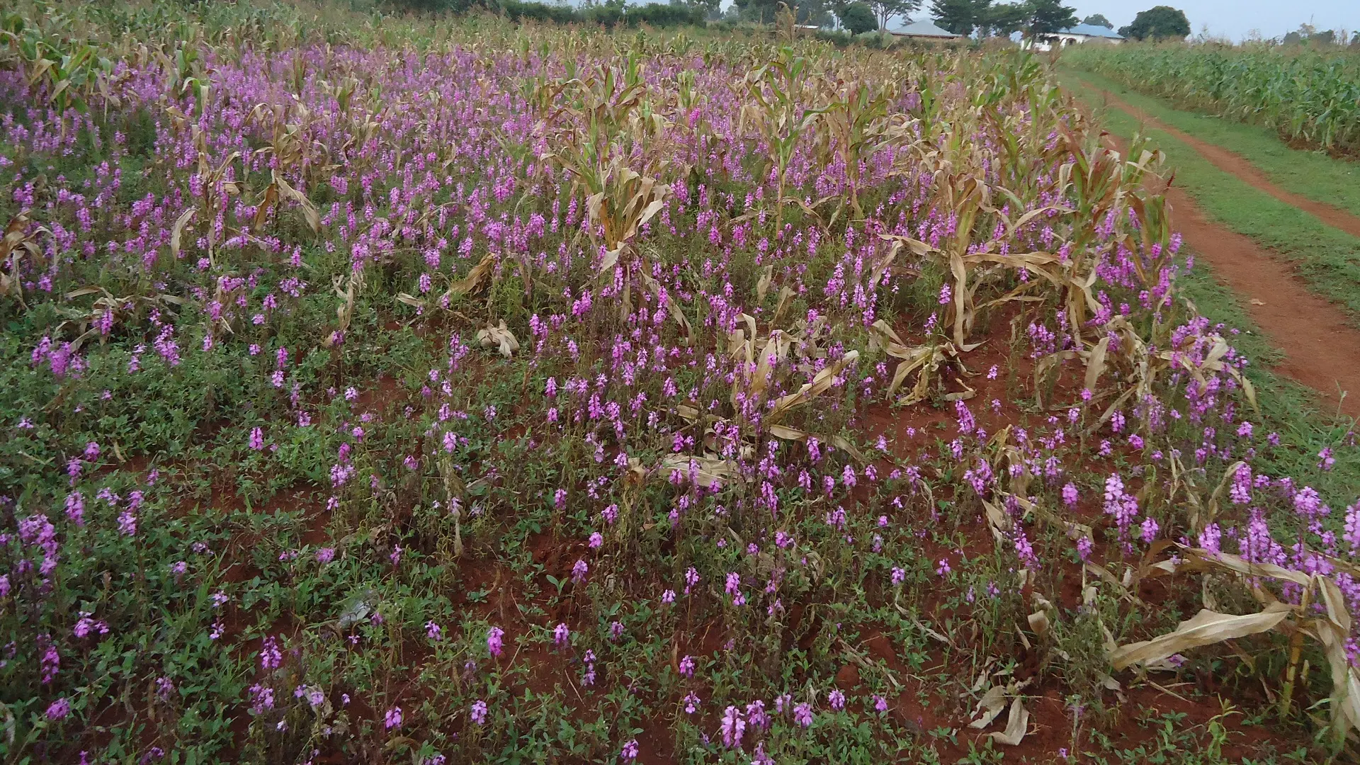 Striga Weed Control