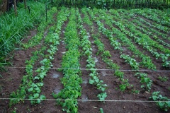 Vegetable (blacknight shade)e integrated PPT