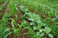 Vegetable (Kales)e integrated PPT