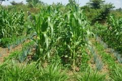 Vegetable integrated PPT