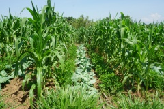 Vegetable (Kales)e integrated PPT
