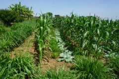 Vegetable (Kales)e integrated PPT