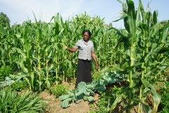 Vegetable (Kales)e integrated PPT